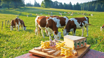 AOP "Comté" servi dans un champs avec des vaches
