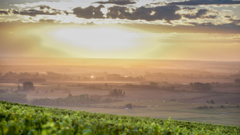 Vignoble AOP « Côte de Beaune » en Bourgogne