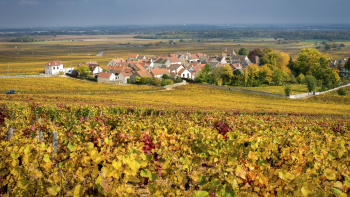 Vignoble "AOP Morey-Saint-Denis"  en Bourgogne