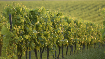 «Vignes, Cognac», @BNIC, Pascal Beltrami