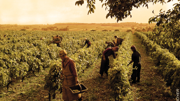 Viticulteurs dans les vignes destinées à la production de Cognac ©BNIC / Jean-Yves BOYER