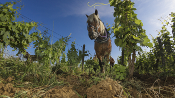 Décavaillonnage par traction animale dans les vignobles d’Arbois ©Jérôme Genée
