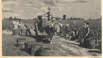 AOC « Saint-Emilion », reconnue le 14 novembre 1936 ©L. Larmat, Atlas de la France vinicole, 1949