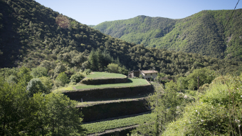 Terrasses pour la culture d’Oignons Doux des Cévennes AOP @Xavier Remongin, agriculture.gouv.fr, 2013