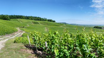 Panorama Champagne ©Olivier Russeil