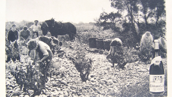 Vendanges à Châteauneuf-du-Pape, dans les années 1930 ©ODG AOC Châteauneuf-du-Pape