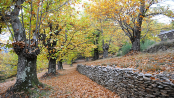 Sylviculture en terrasse : AOP « Châtaigne des Cévennes » ©Association des Producteurs de Châtaigne des Cévennes, 2023