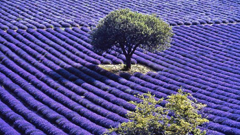 Champ de lavande : AOP « Huile essentielle de lavande Haute-Provence » ©Steffen Lipp