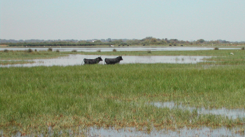 Etendues palustres et garrigues : AOP « Taureau de Camargue » ©J. Faure, 2002