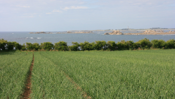 Champ en culture vue mer : AOP « Oignon de Roscoff » ©Syndicat de l’AOP Oignon de Roscoff, 2018