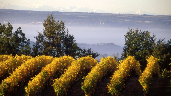 Vignobles de l'AOP Chasselas de Moissac