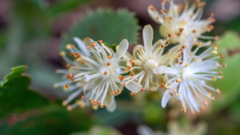 Fleurs du tilleul à petites feuilles ©Association Miels des Hauts-de-France
