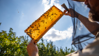 IGP "Miel de tilleul de Picardie" ©Association Miels des Hauts-de-France