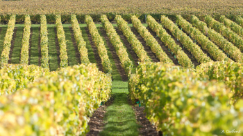 vignobles AOP "Vouvray"