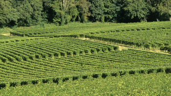 AOP "Pessac-Léognan" ©CIVB / Michel Geney / Burdin