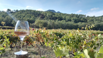 AOP "Coteaux Varois en Provence" - verre et vigne