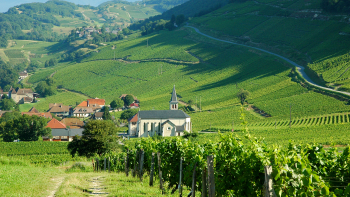 AOP Roussette de Savoie © CIVS & Laurent Madelon