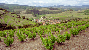 IGP "Côtes Catalanes" ©CIVR - J.Giralt