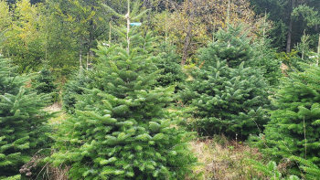 IGP "Sapin de Noël du Morvan" ©Excellence Végétale