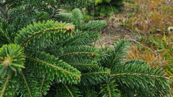IGP "Sapin de Noël du Morvan" ©Excellence Végétale