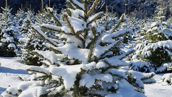 IGP "Sapin de Noël du Morvan" ©Excellence Végétale