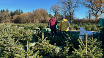 IGP "Sapin de Noël du Morvan" ©Excellence Végétale