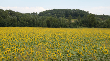 tournesols