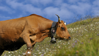 vache