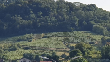 Photographie d'un vignoble en Arbois
