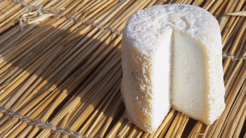 cheese
