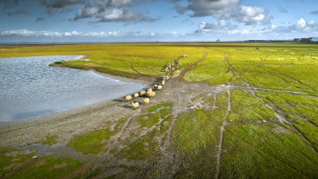 AOP "Prés-salés du Mont-Saint-Michel" ©Syndicat de Défense et de Gestion de l'Appellation Prés-salés du Mont-Saint-Michel
