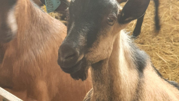 Chèvre