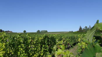 AOP "Haut-Poitou" ©Pascale Bonneau