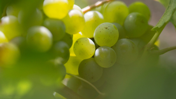 AOP "Bourgogne aligoté" ©BIVB / Sébastien Boulard