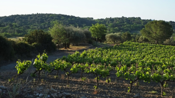 AOP "Languedoc" ©Syndicat AOC Languedoc