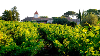 AOP "Muscat de Lunel" ©Céline et Gilles Deschamps / CIVL