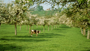 Le paysage bocager augeron, des prés-vergers en hautes tiges façonnés par la culture cidricole ©Interprofession Des Appellations Cidricoles, 2018
