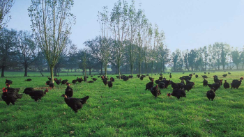 IGP "Volailles de Challans" ©Vendée Qualité