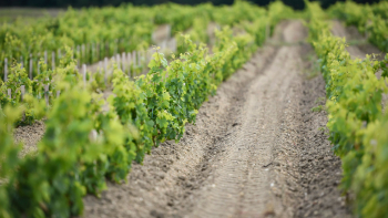 AOP "Saint-Julien" ©CVM/Anaka