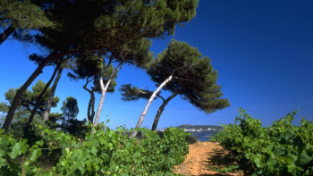 AOP "Picpoul de Pinet" ©Gilles Deschamps