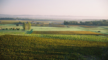 AOP "Sauternes" - Haut-relief ©CIVB