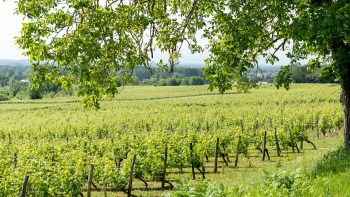 La vigne en fleurs Bourgueil @vinsbourgueil-gaellebcphotos