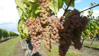©Maison des vins de Cheverny