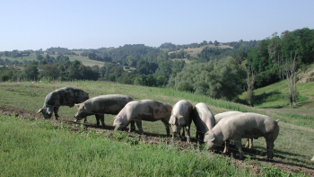 Porc d'auvergne