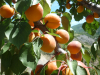 IGP "Abricot des Baronnies" ©DR