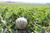 IGP "Melon de Cavaillon" ©ALH