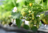 Fraises ©AIFLG