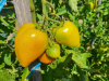 plants de tomate