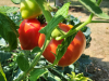 tomates