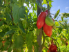 tomates